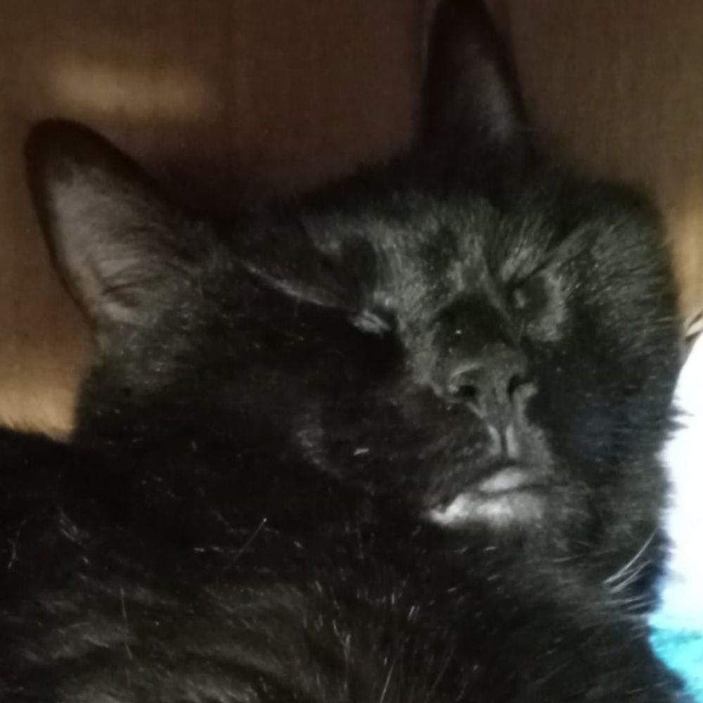 Cats Because People Really Suck