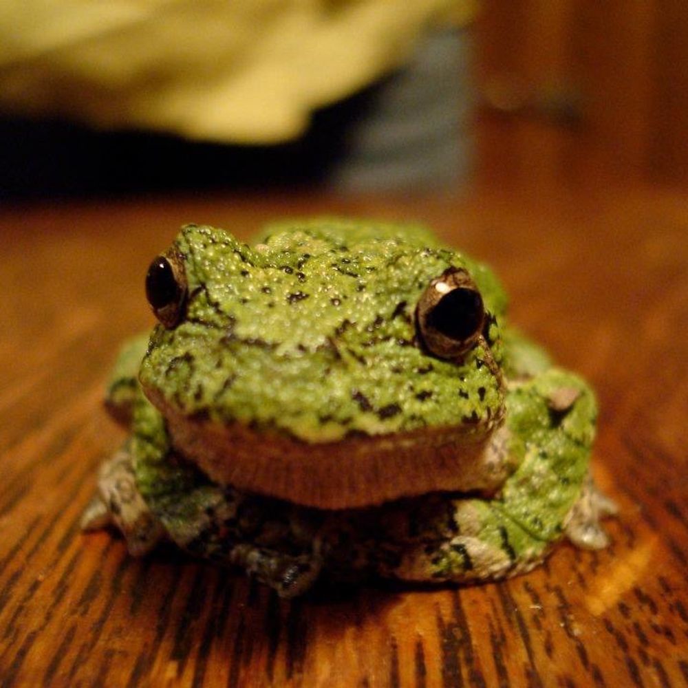 Froggie Forest
