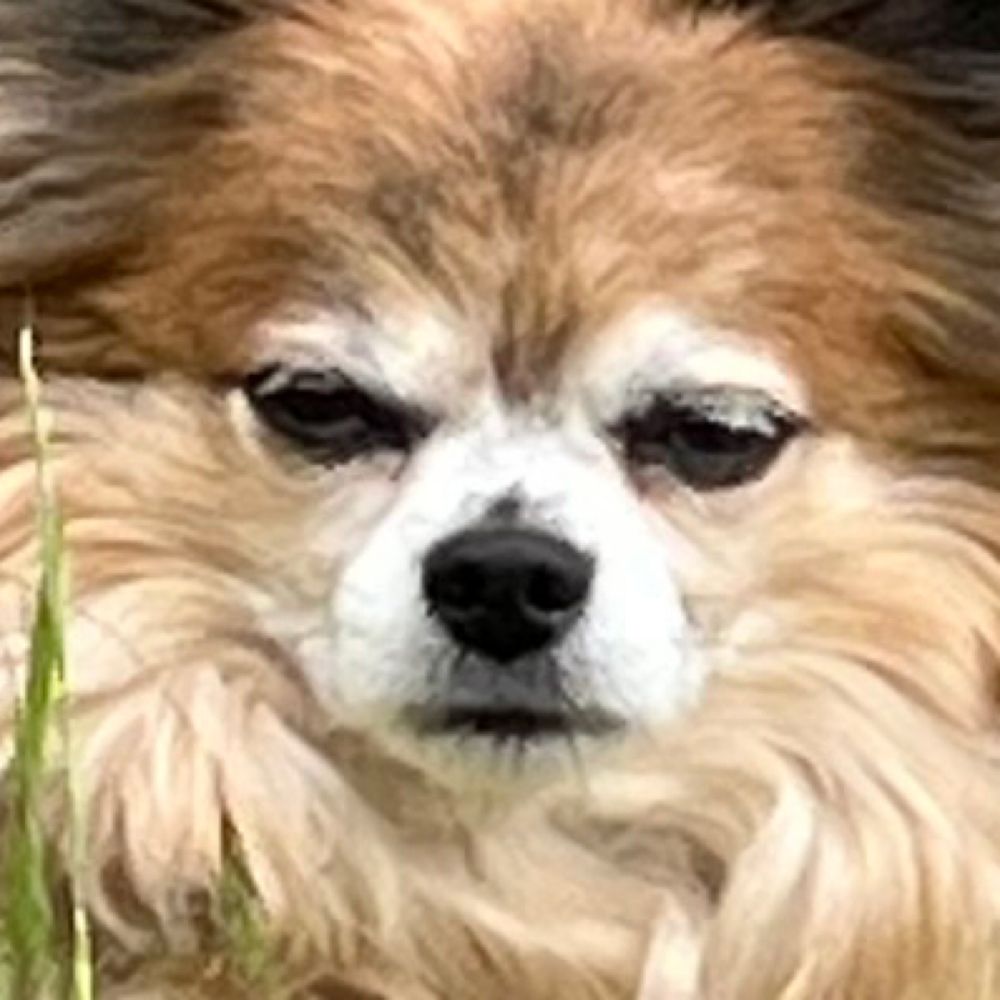 Chihuahuanonymous