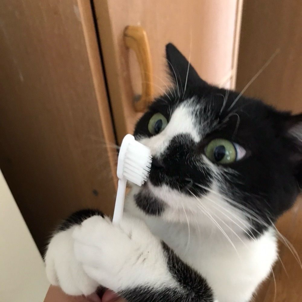 もふ