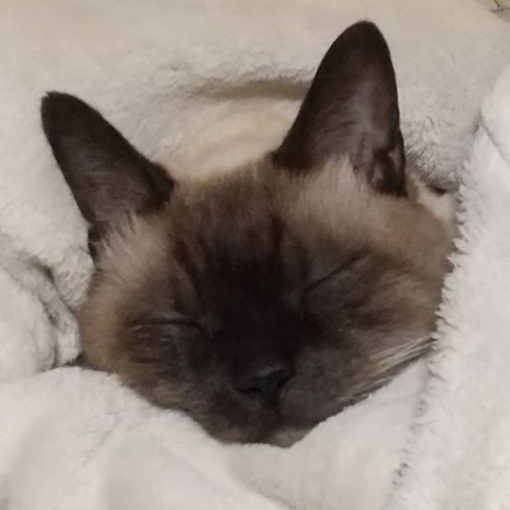 狸ん