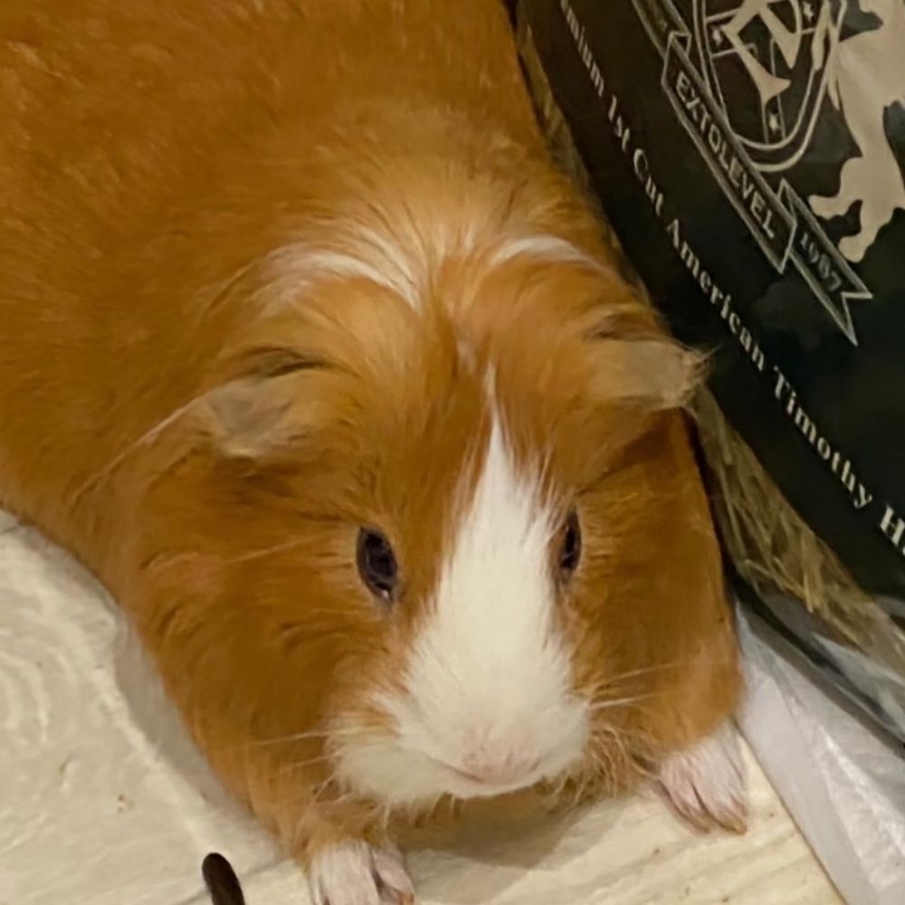 ぽぽこ