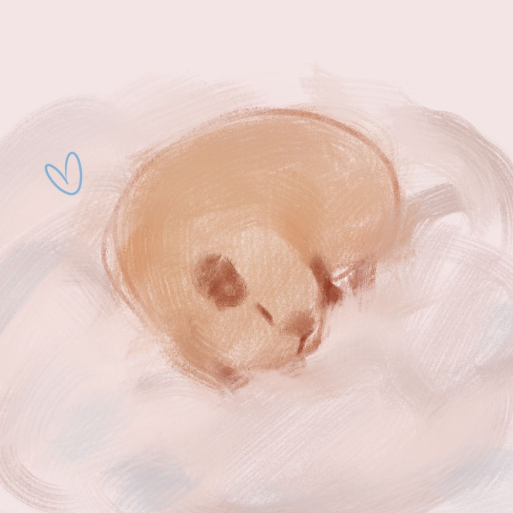 Laila Draws Guinea Pigs