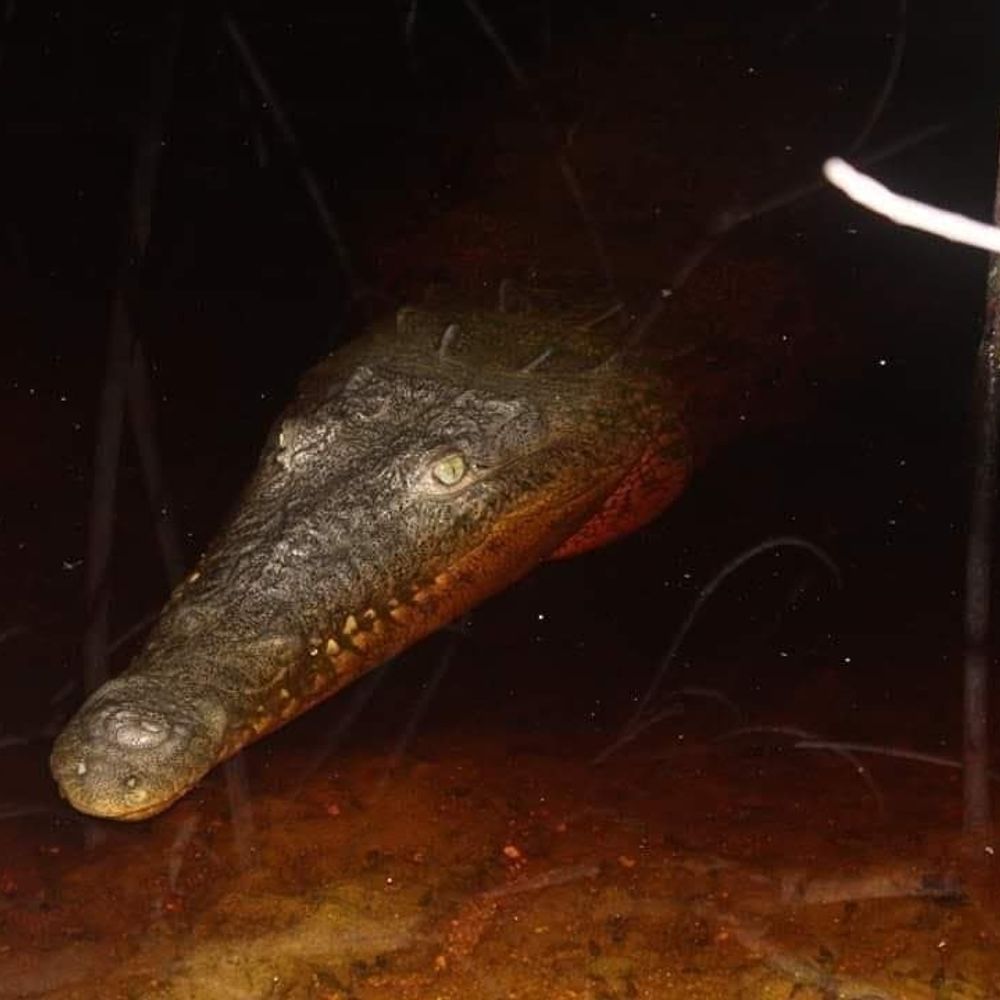 Swamp Ape Science 