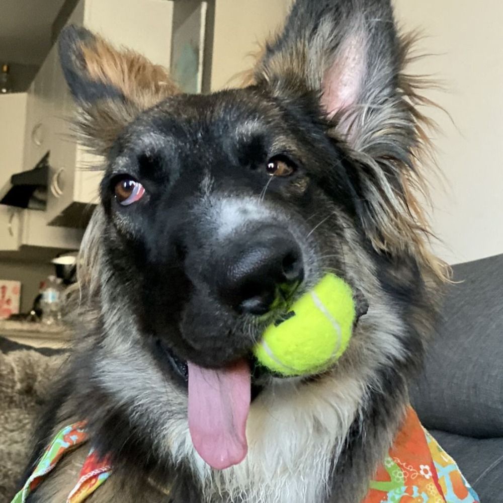 AsymmetricDog