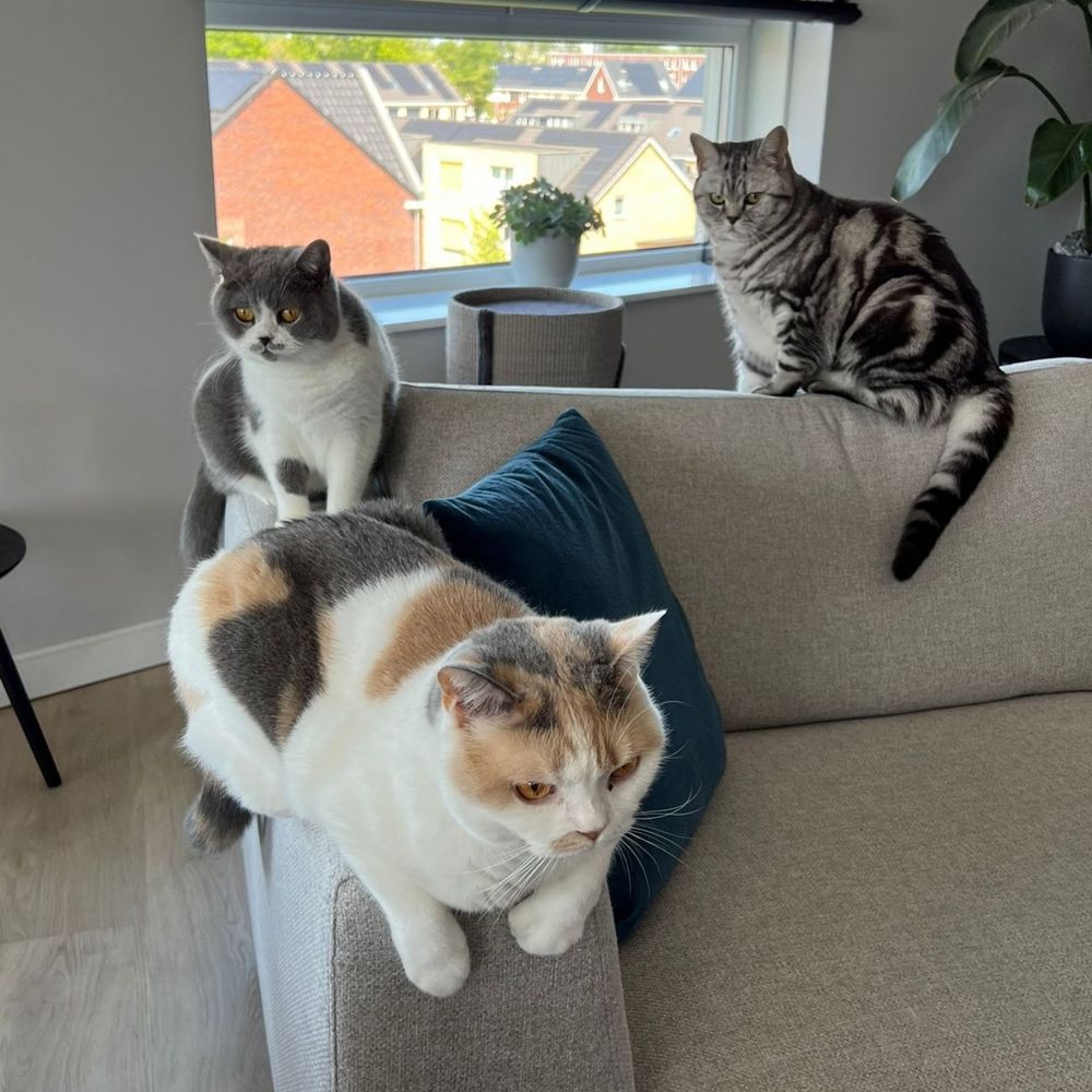 Lotje 🌈 💔, Saartje & Mollie