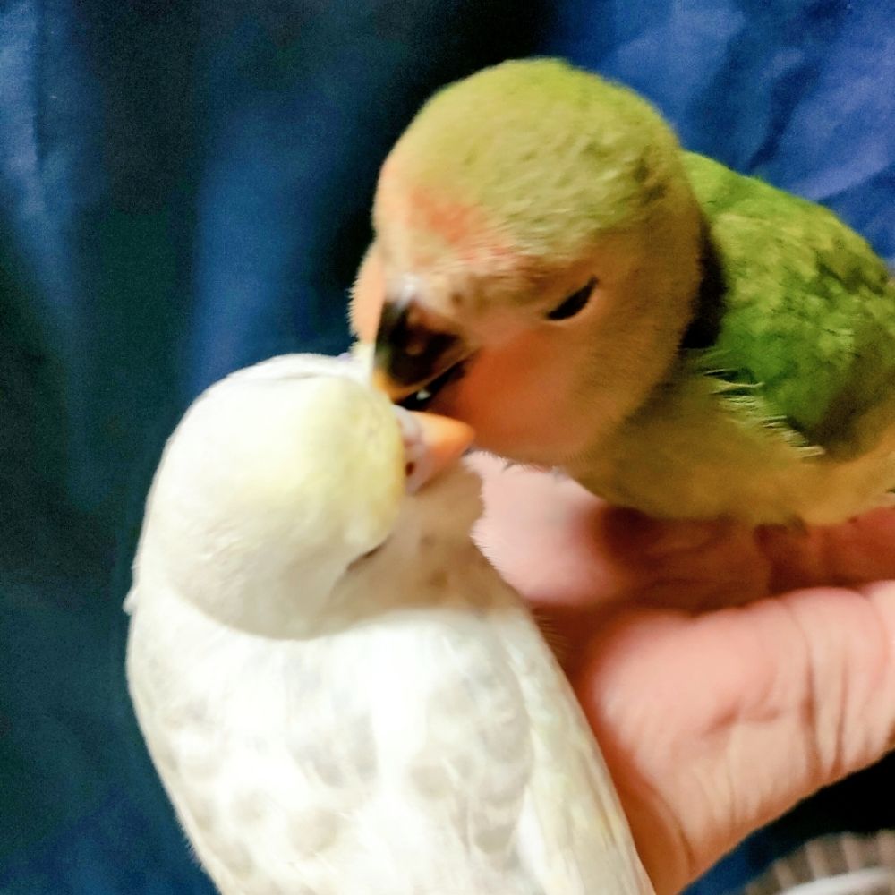 しゅうご