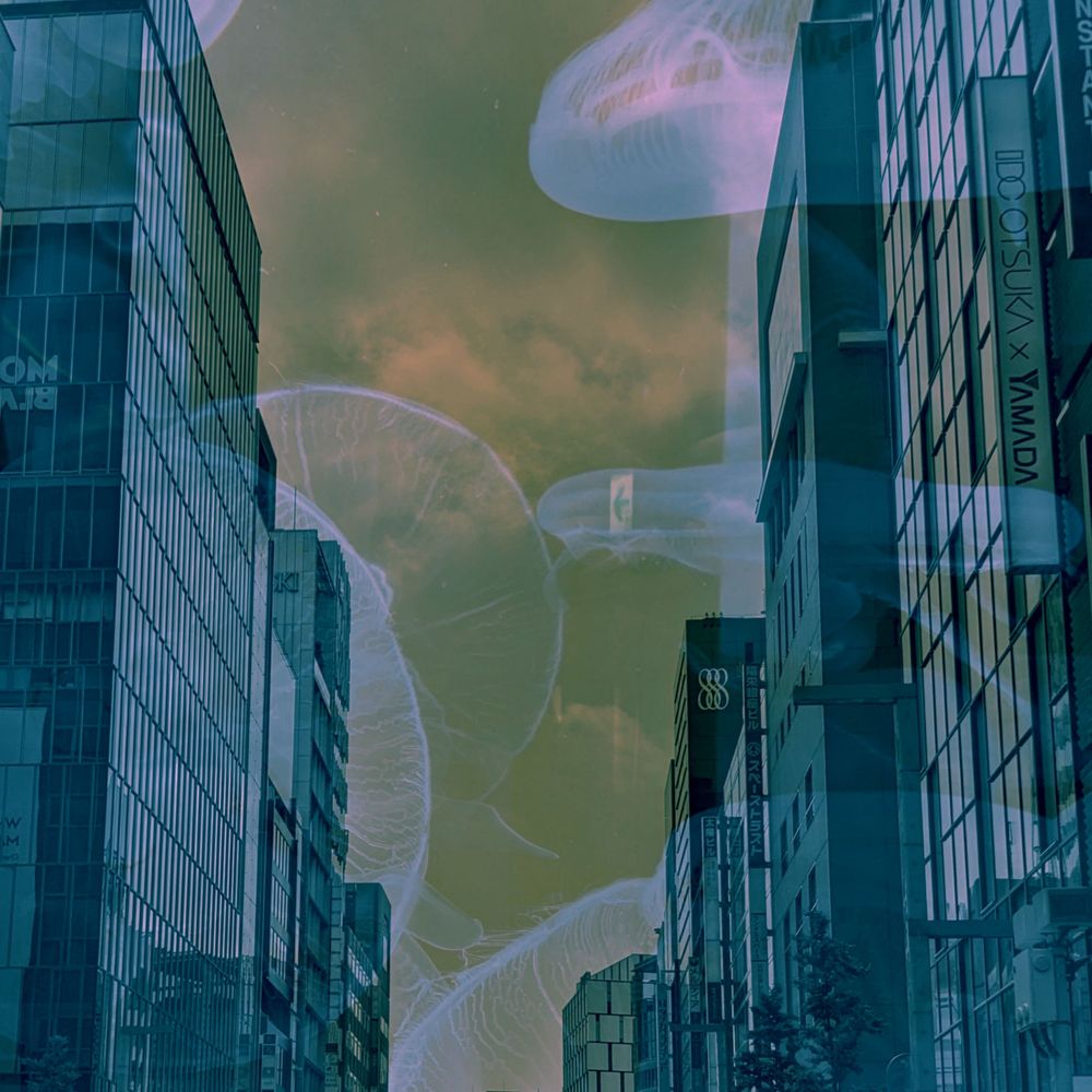 鯱