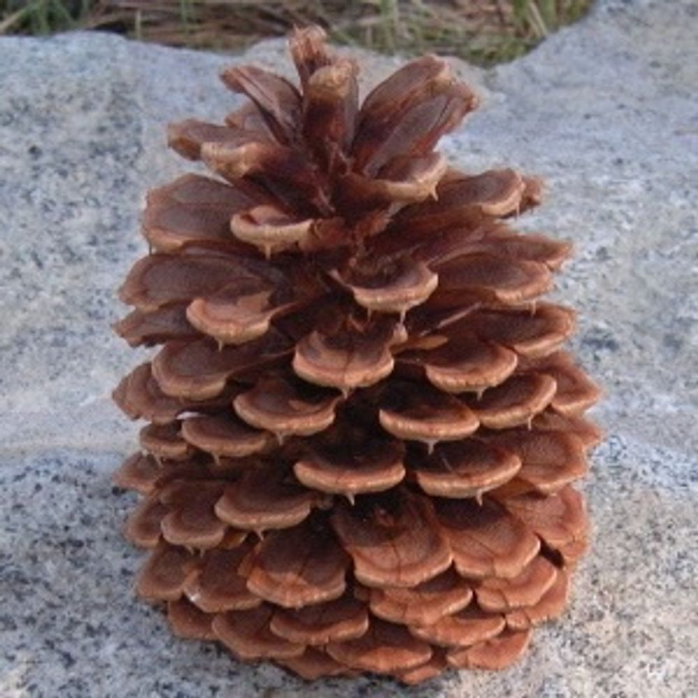 菅野均志