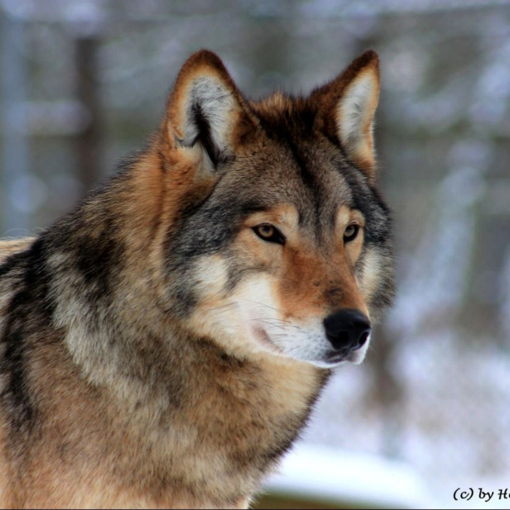 RealGrayWoof