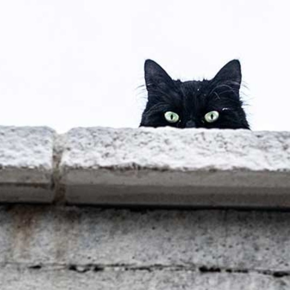 Curious Cat