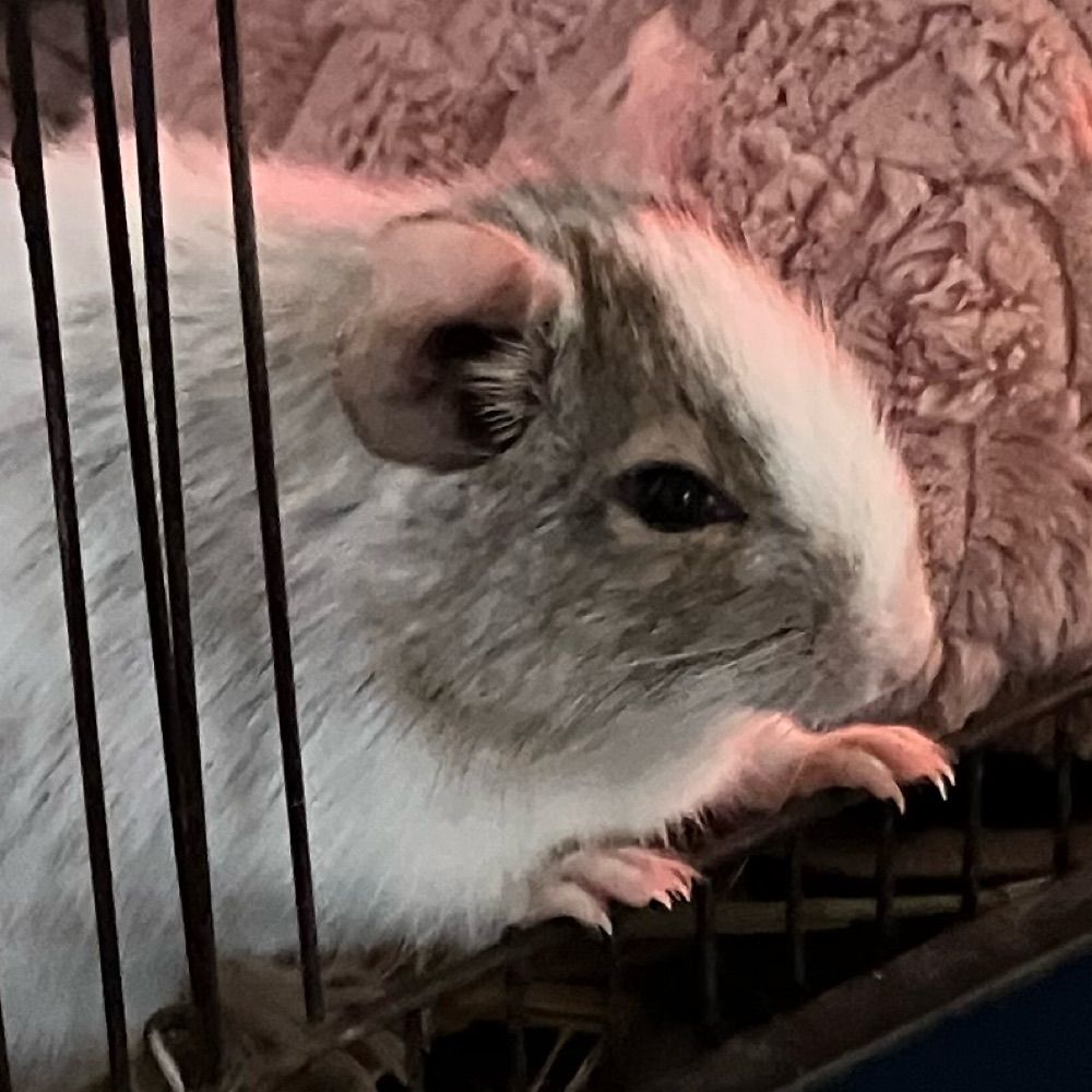 おぽ