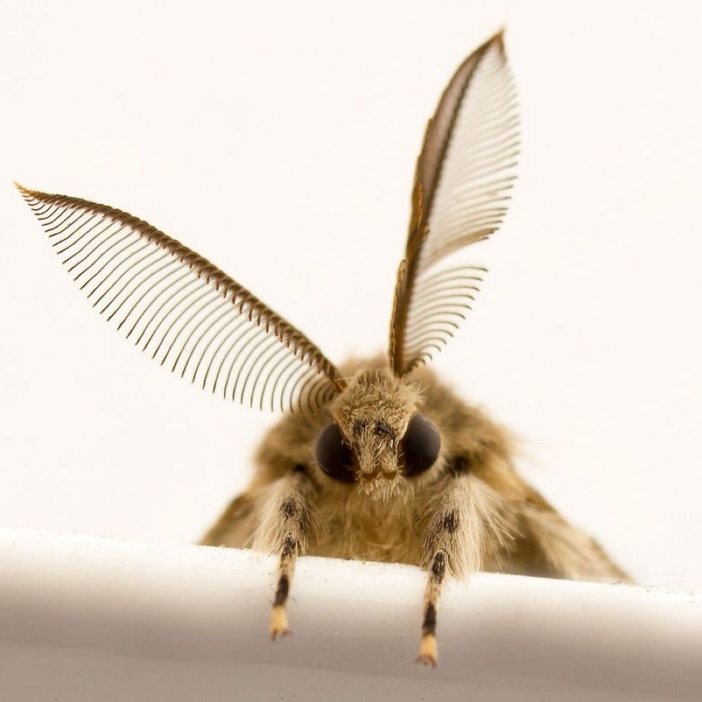 Evil moth
