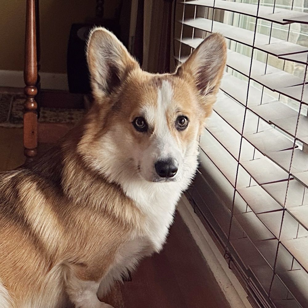 Corgiliz