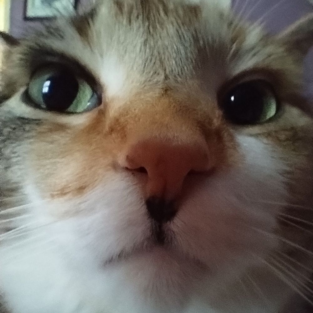 Olivia オリビア 🐈