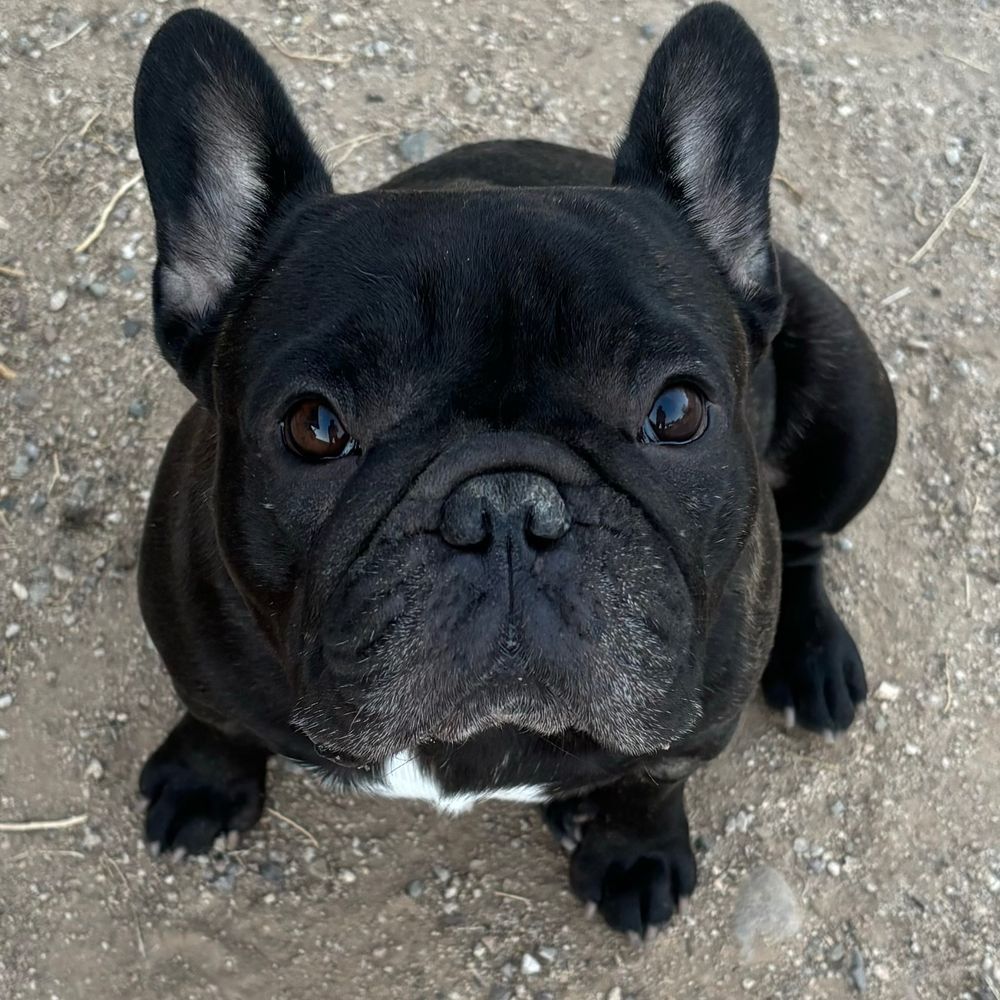 Profile picture frenchiemom2.bsky.social