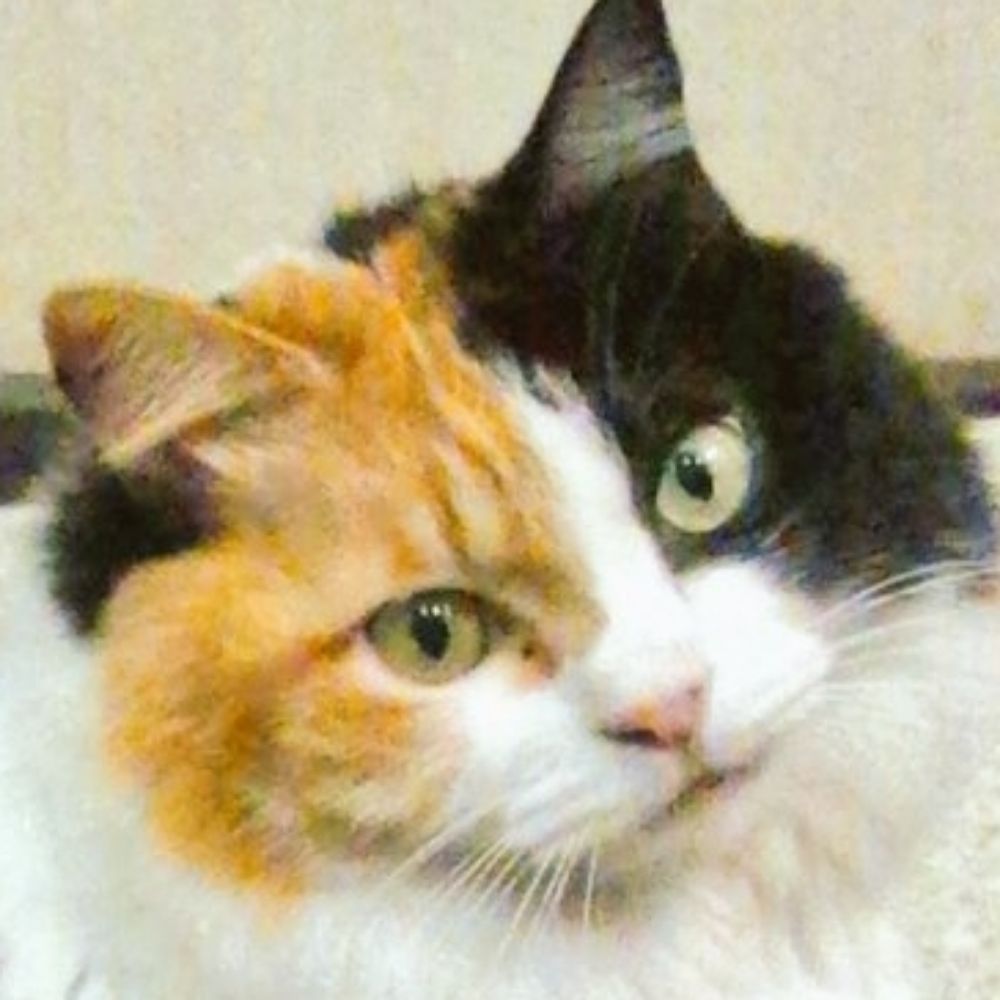 まぎこ