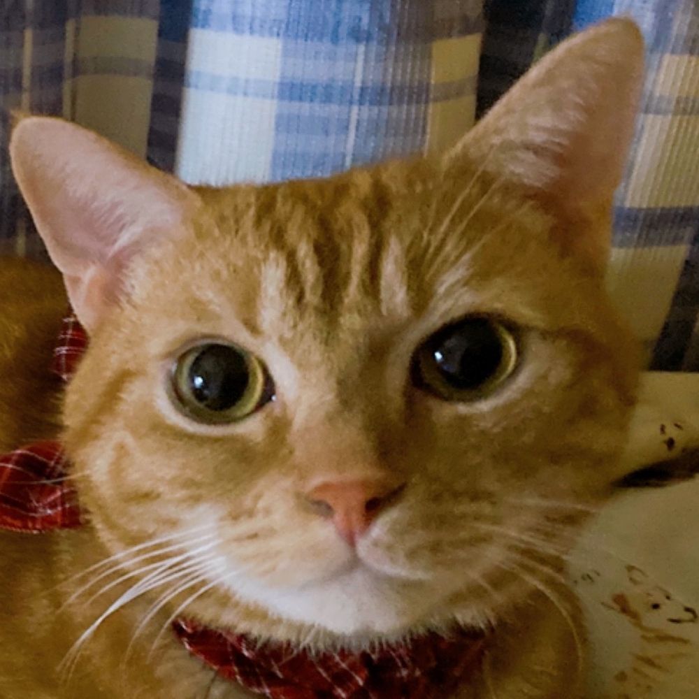 ひよこ🐾