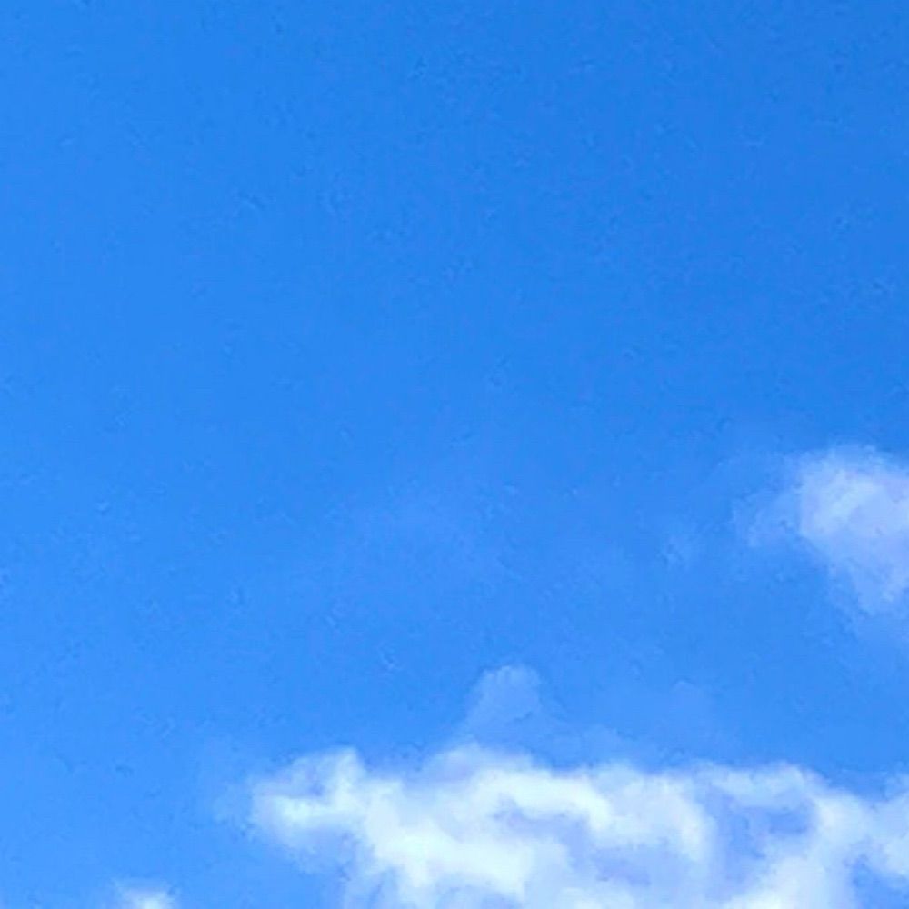 ❀𓃹