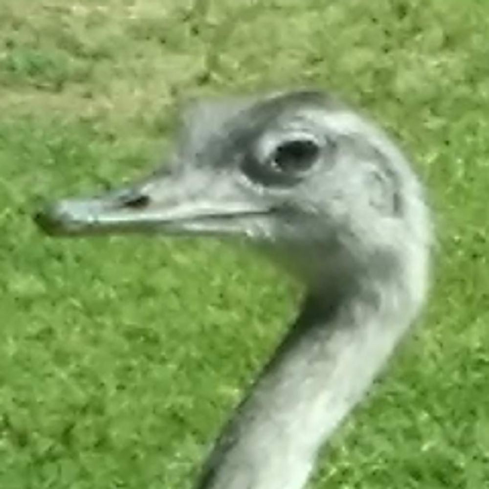 emu