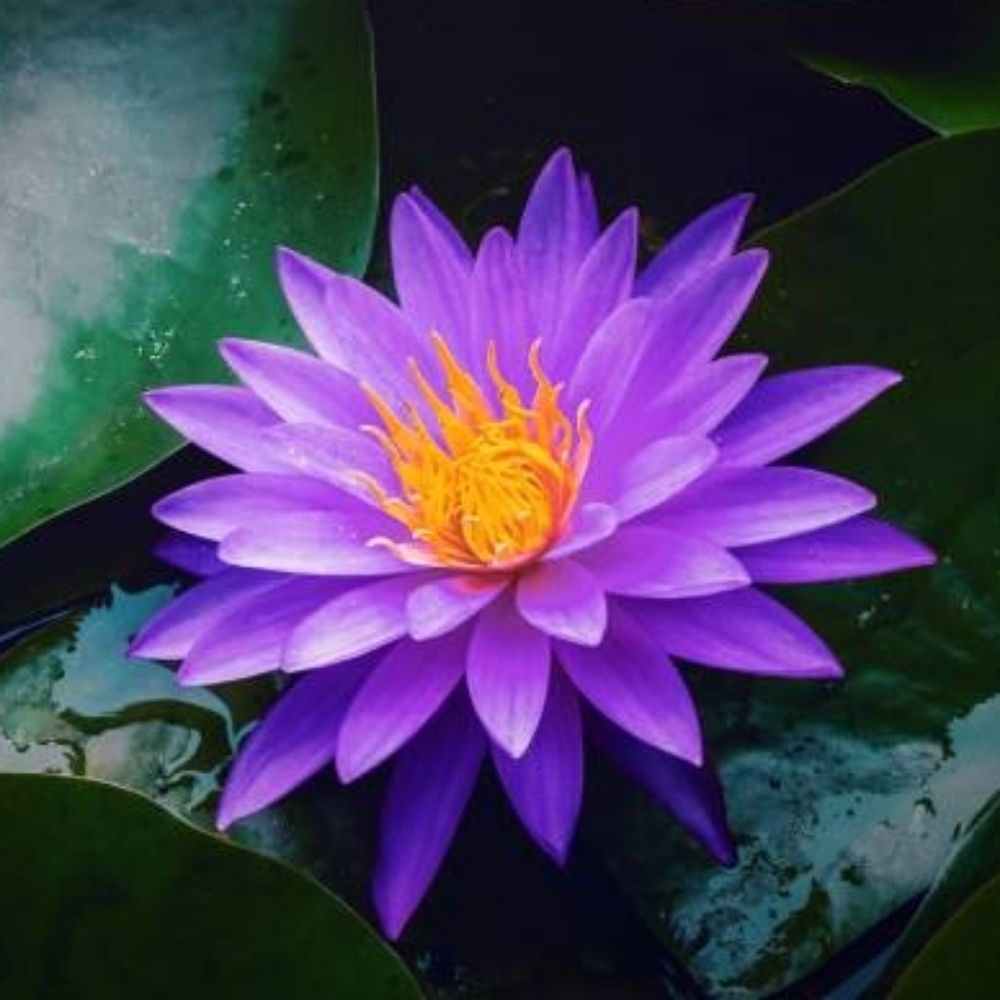 Lotus