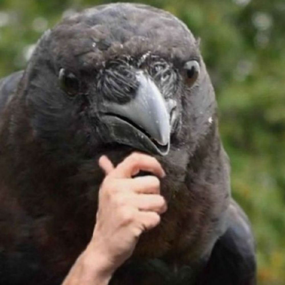 CoffeeTheCrow