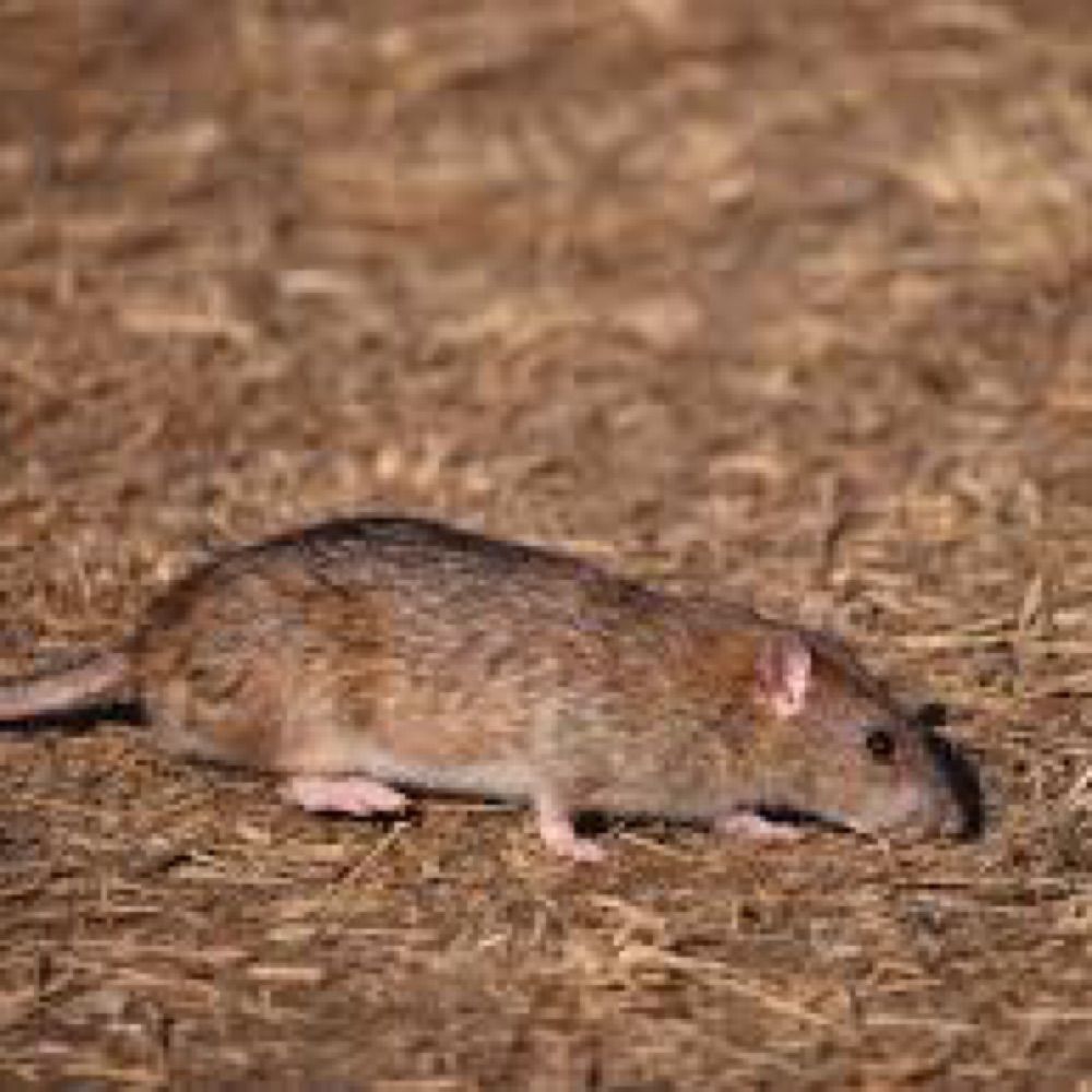 青空のドブネズミ🐀