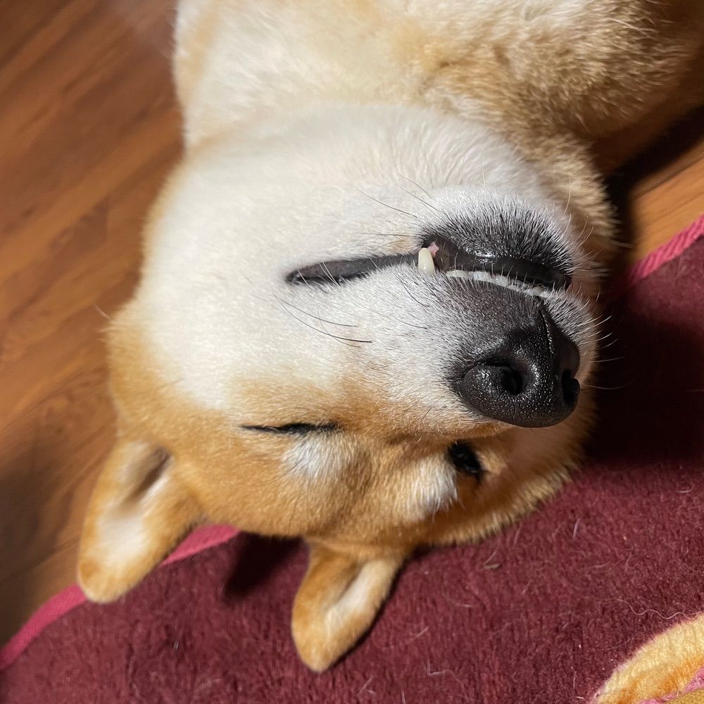 shiba-Mugi