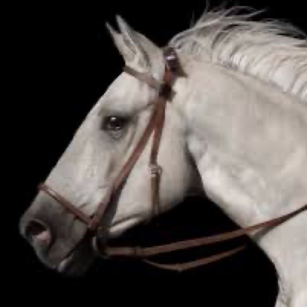 Cavalo da bionce 
