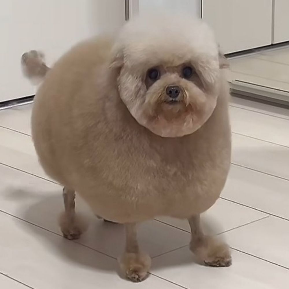 R4N