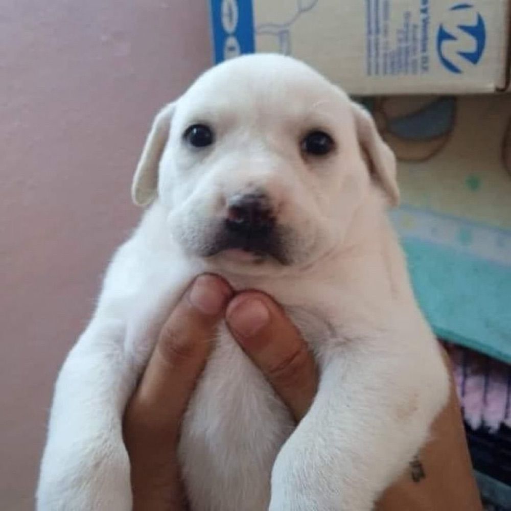 Muka