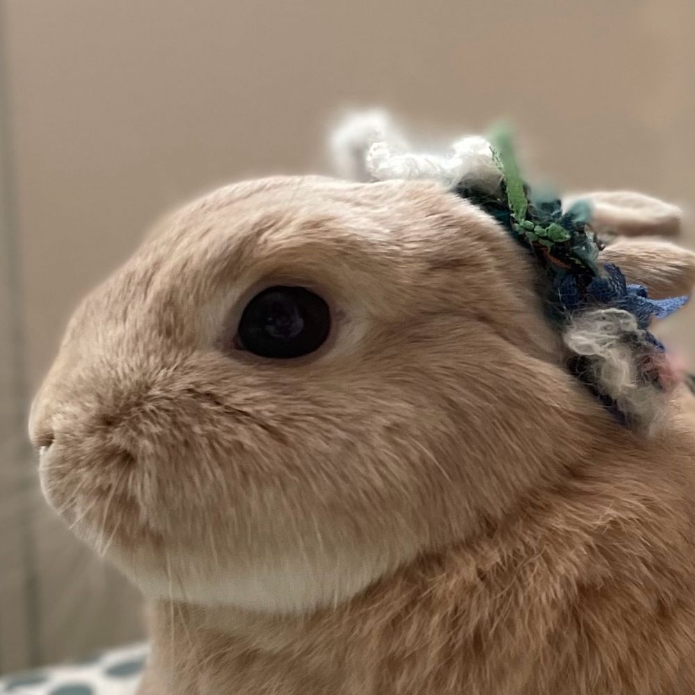 かーこ🐰るぷら