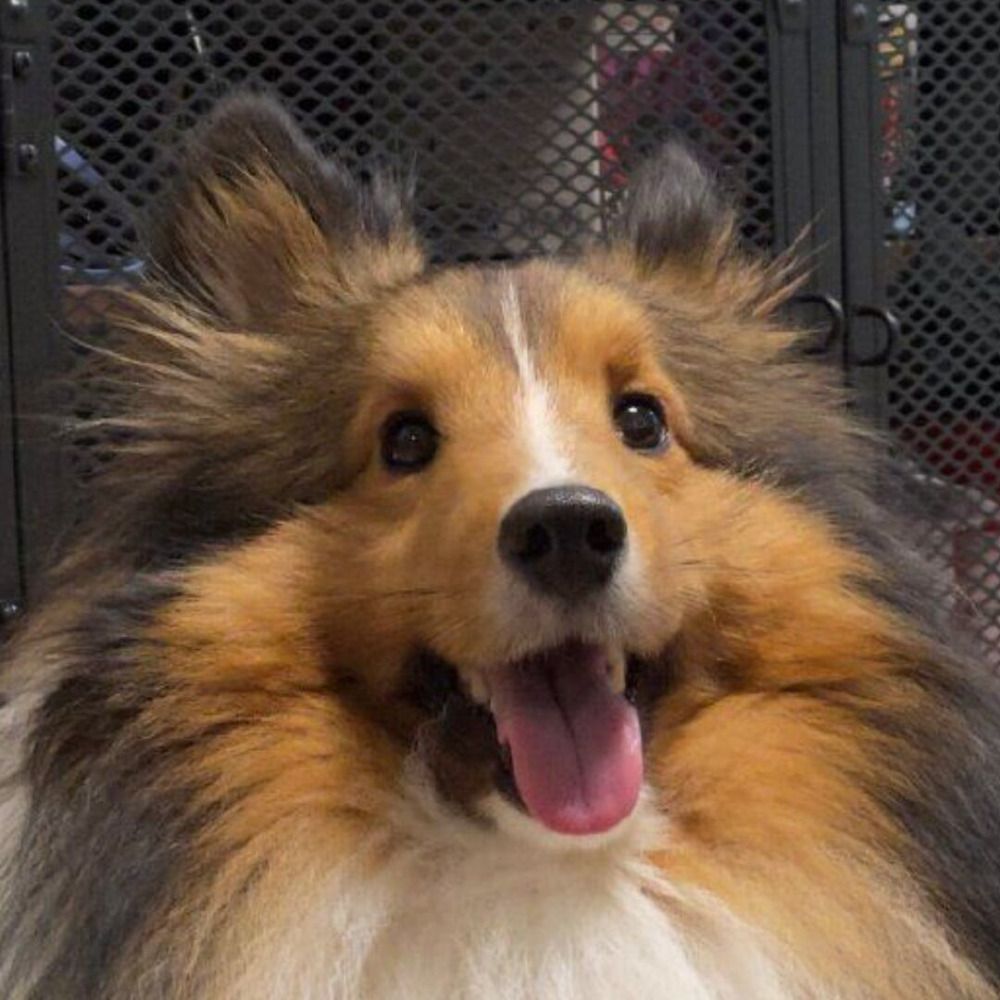 signedoge.bsky.social