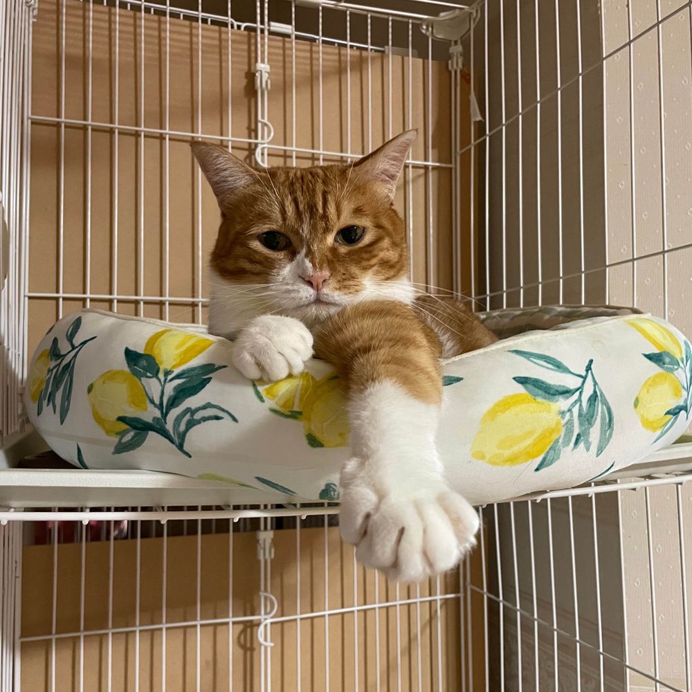 全世界の猫とクワカブの味方