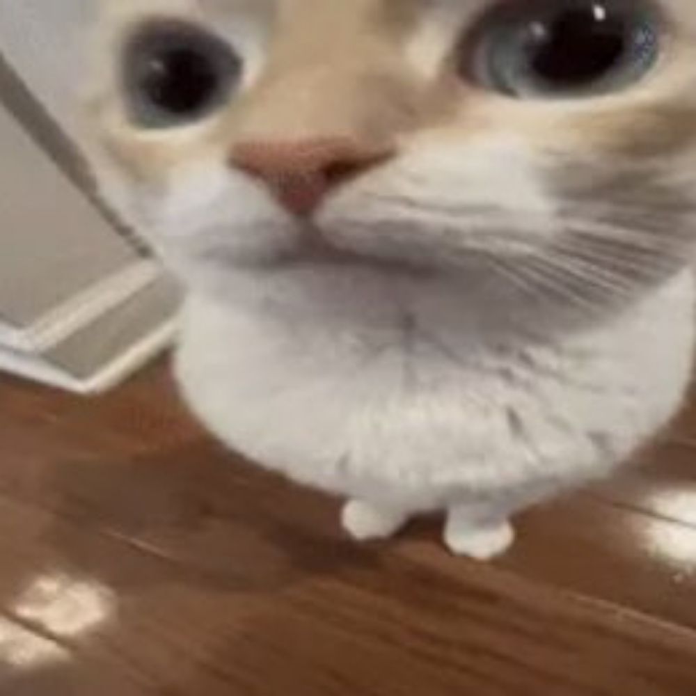 gato do filme coitadinha