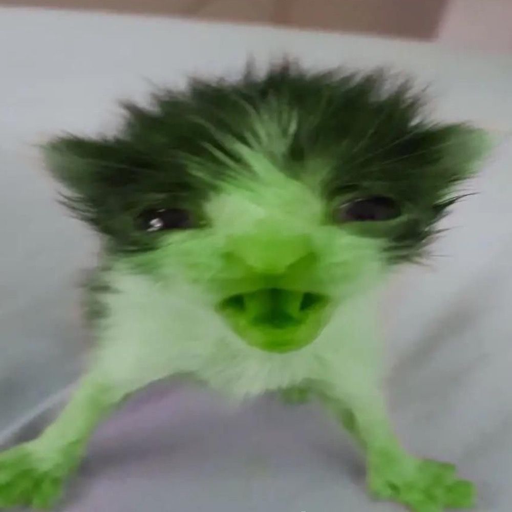 LepetyLepet