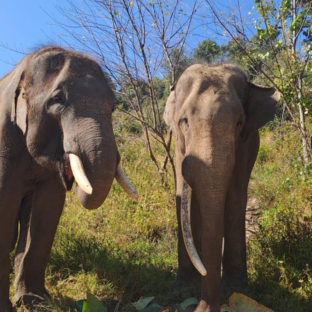 Karen Elephant Home