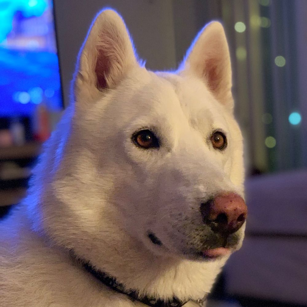 Burton the Ghost Wolf