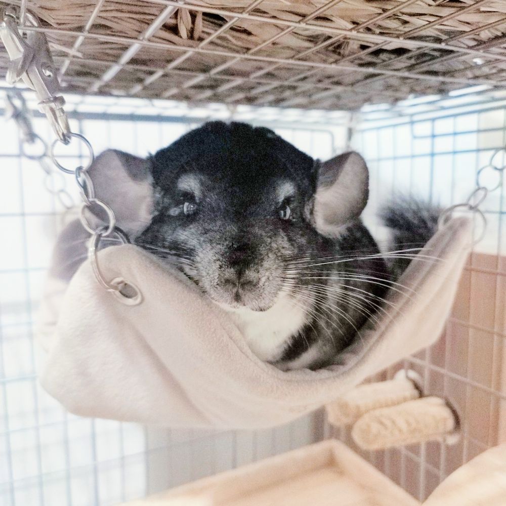 はーさま