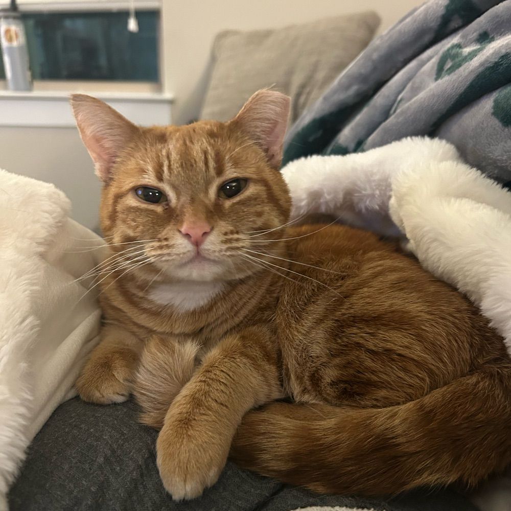 Nora