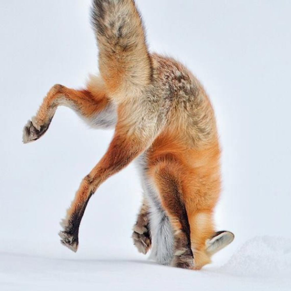 snowfox