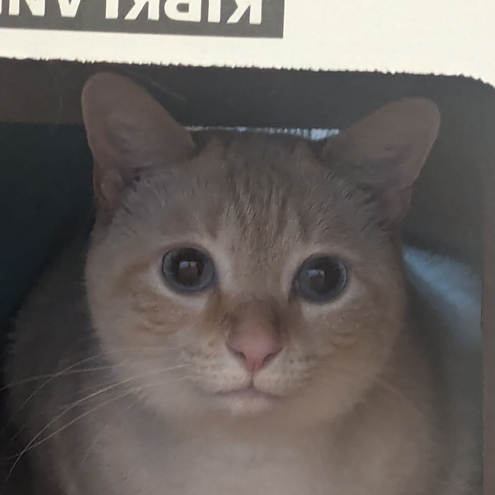 Dan