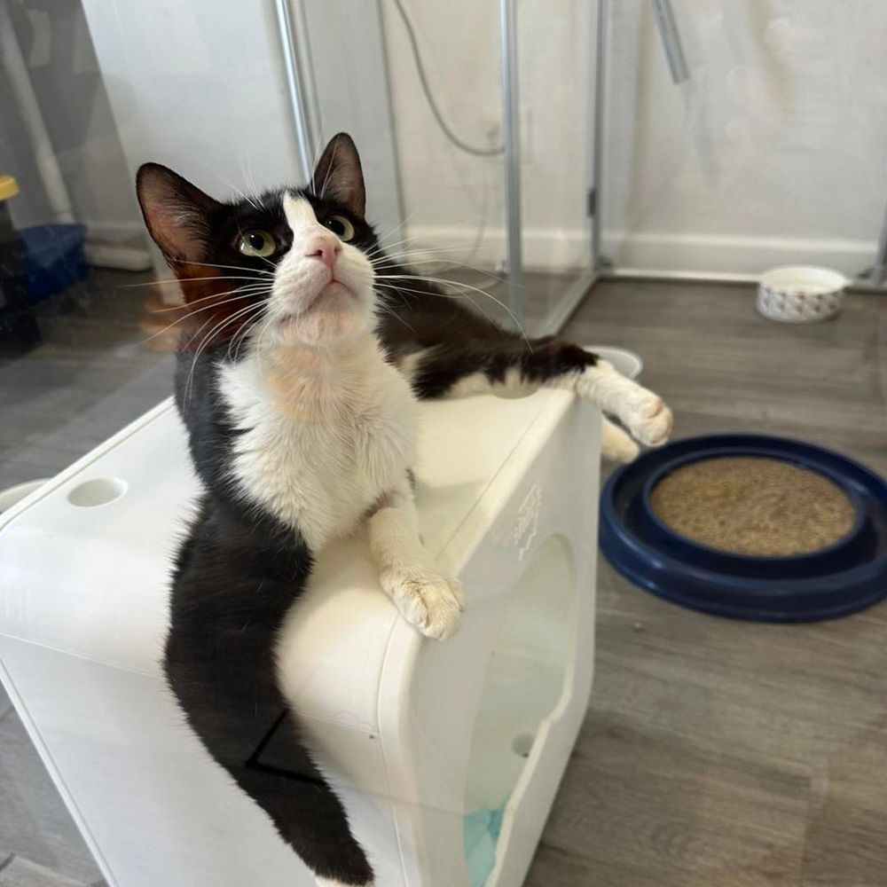 Ifeedcats