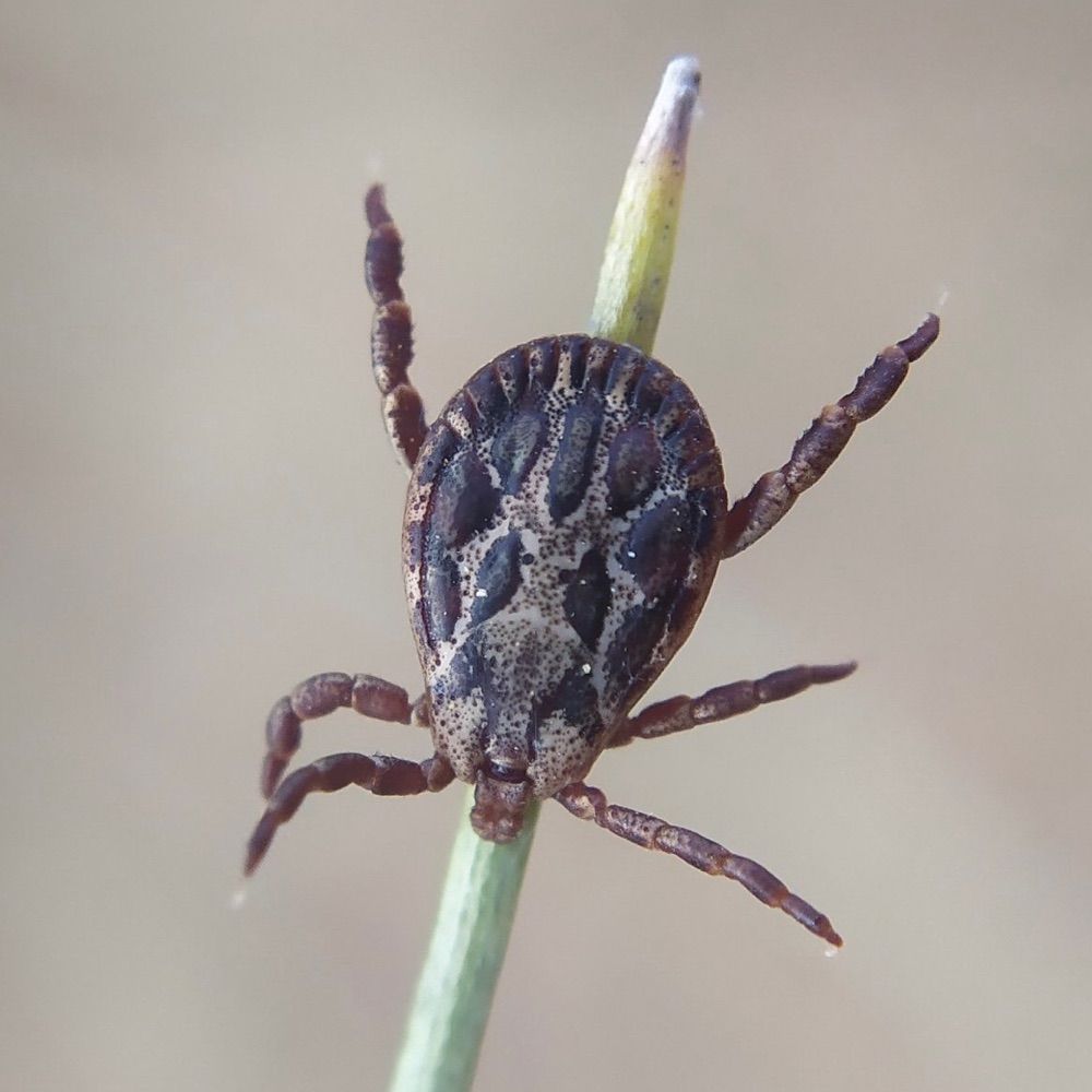 Ixodes
