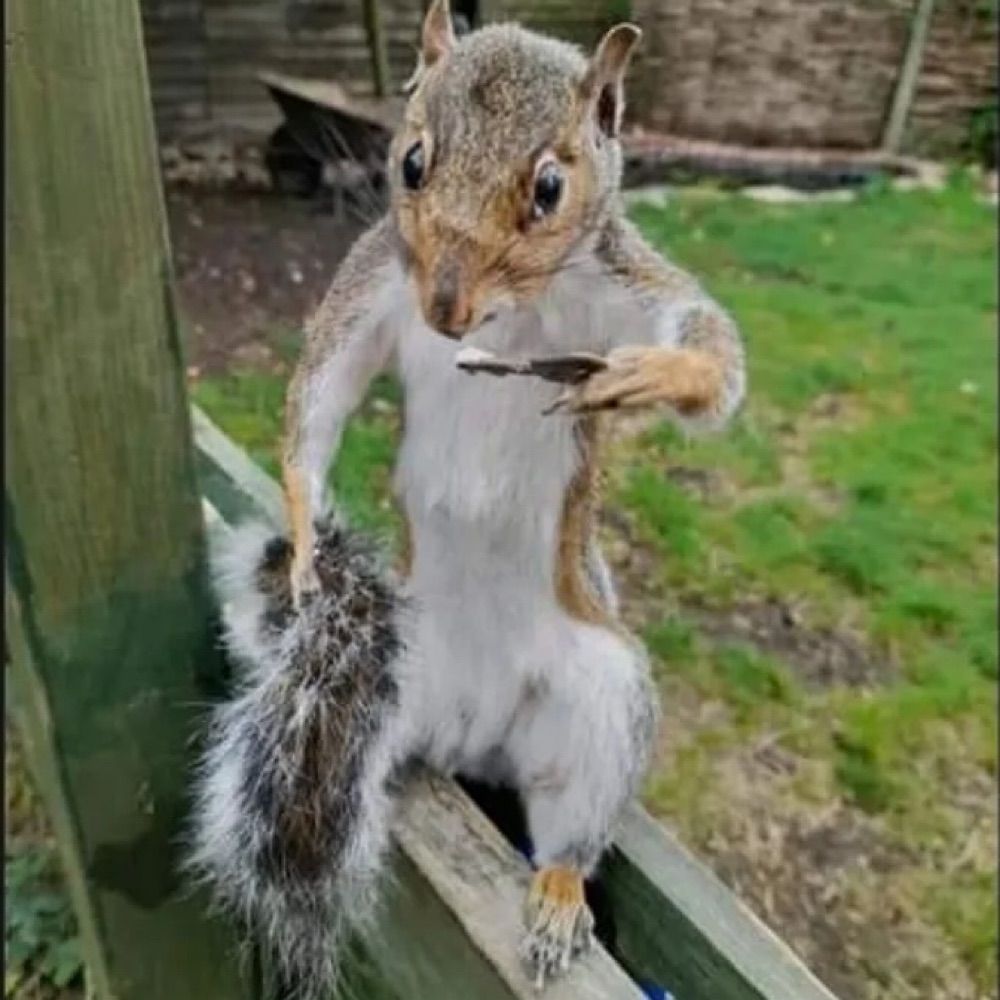 Rye