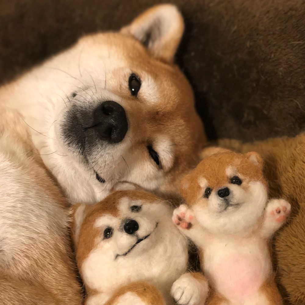 柴犬マロたん