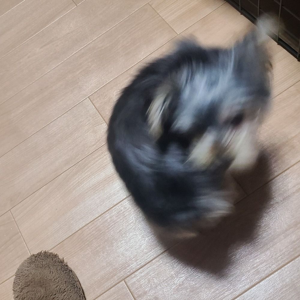 まめあり