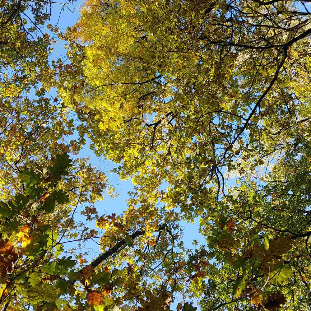 Forêt expérimentale de l'Université de Bordeaux