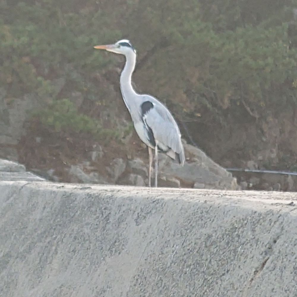LALU