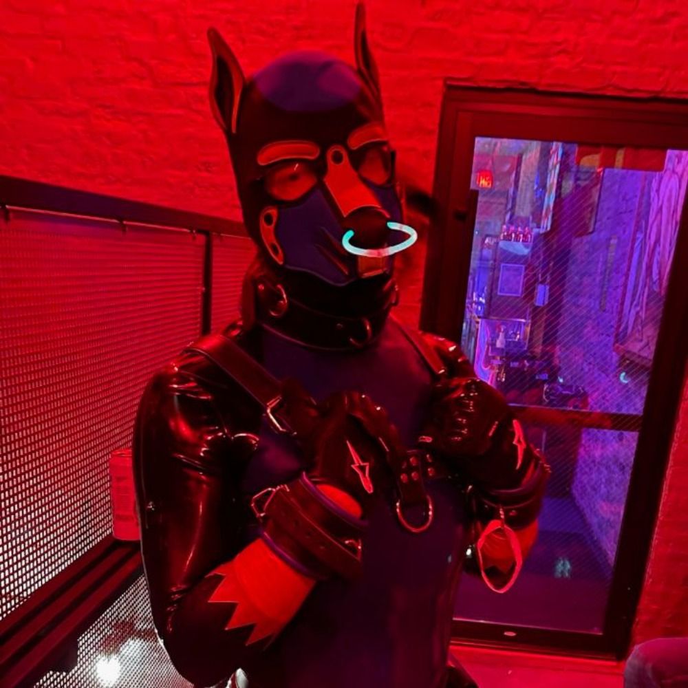 Bajamasfox 